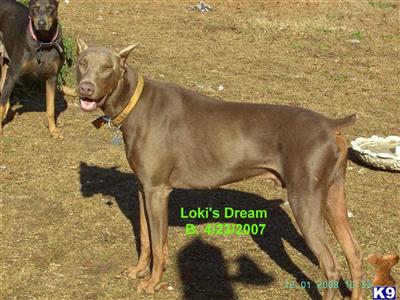 Stud Dogs in AL