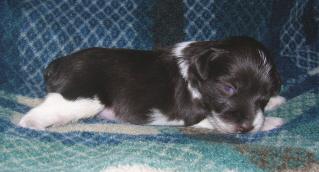Puppies in ID