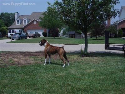Stud Dogs in OH