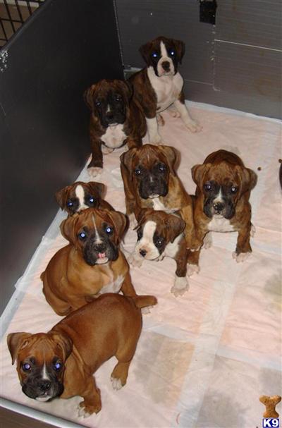 Puppies in OH