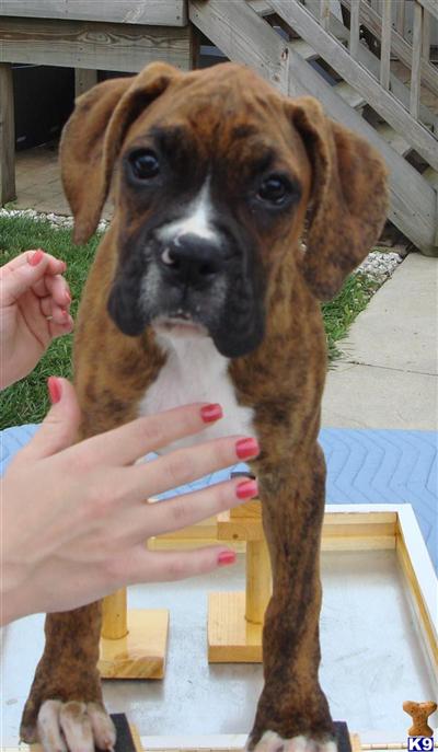 Puppies in OH