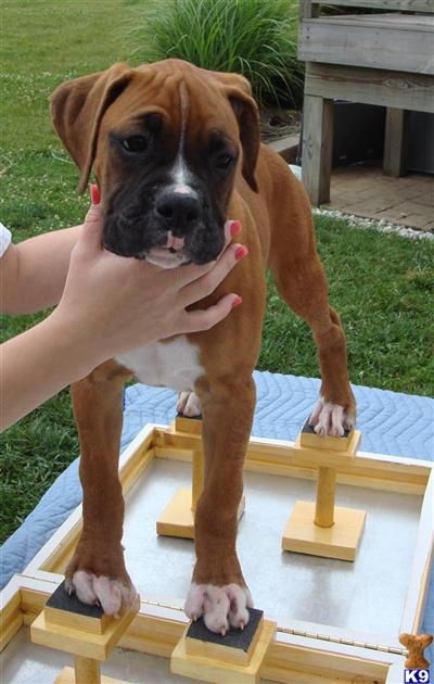 Puppies in OH