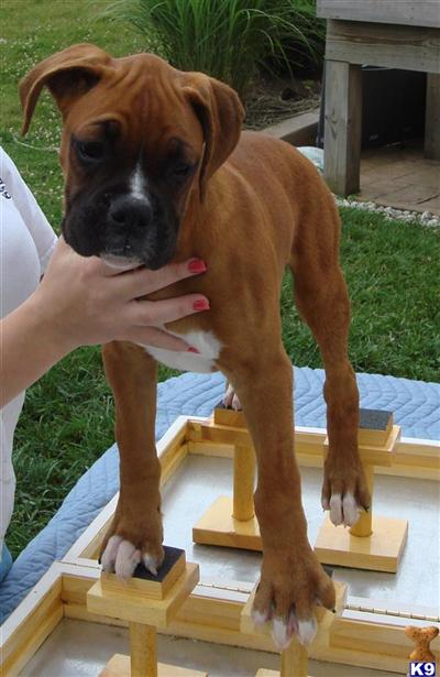 Puppies in OH