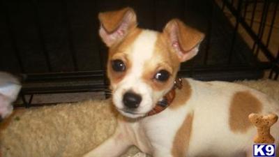 Chihuahua Puppies for Sale