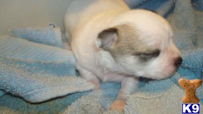 Chihuahua Puppies for Sale