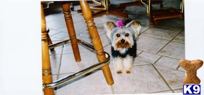 Dogs for Sale