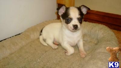 Puppies in MO