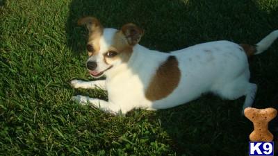 Dogs for Sale