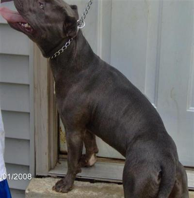 Stud Dogs in MO