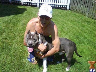 Stud Dogs in IL