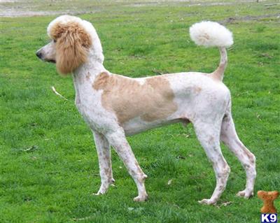 Stud Dogs - Poodle
