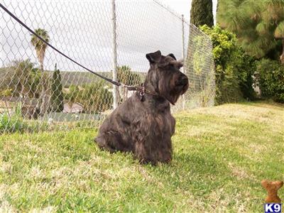 Stud Dogs - Miniature Schnauzer