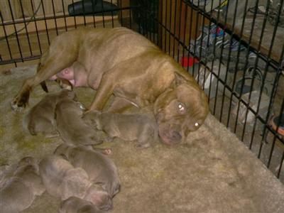American Pit Bull Puppies for Sale