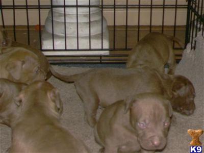Puppies in FL