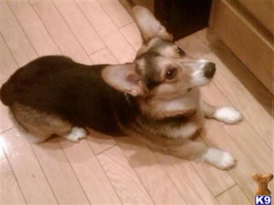 Stud Dogs - Pembroke Welsh Corgi