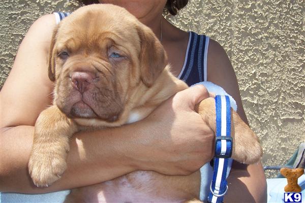 Dogue+de+bordeaux+puppies+for+sale+california