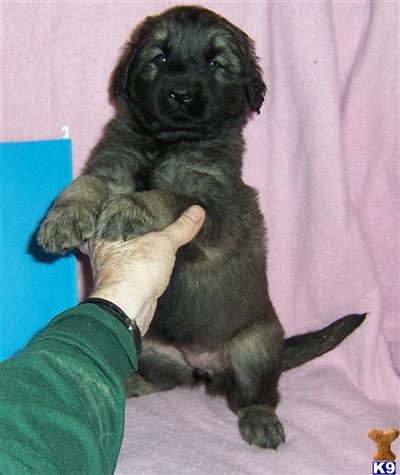 Leonbergers Puppies for Sale