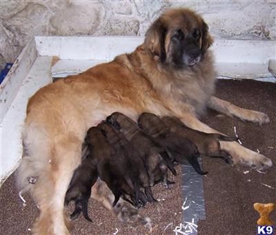 Leonbergers Puppies for Sale