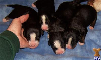 Bernese Mountain Dog Puppies for Sale