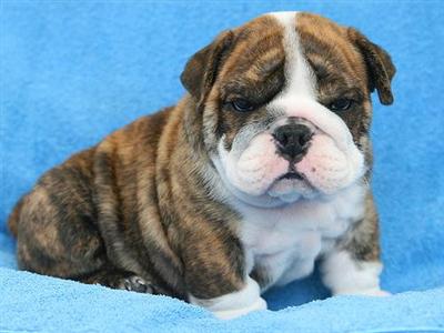 Puppies in MS