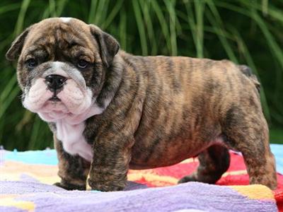 Puppies in MS