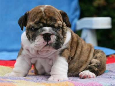 Puppies in MS