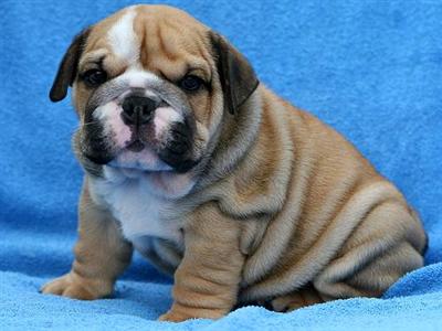 Puppies in MS