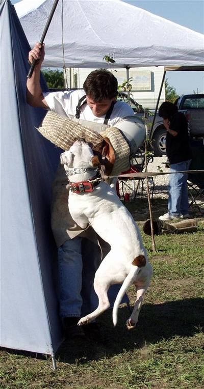 Stud Dogs in KS