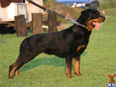Dogs for Sale in VA