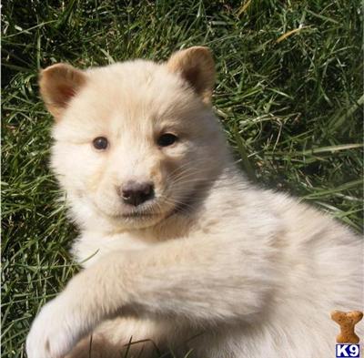 Wolf Dog Puppies for Sale