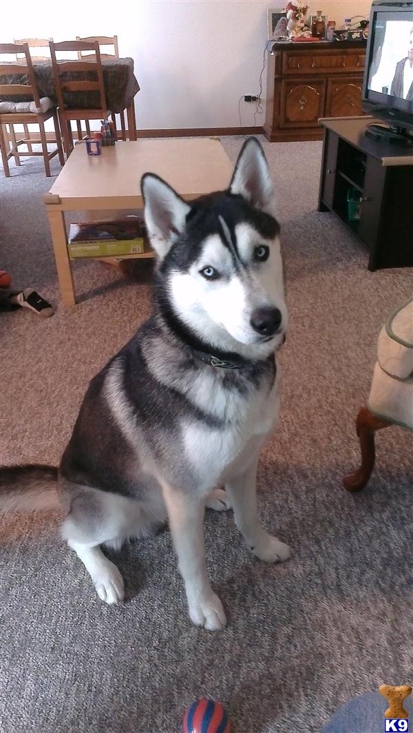 siberian husky puppies for sale in illinois pomeranian husky mix for sale in illinois breeds picture siberian husky puppies for sale in illinois pomeranian husky mix for sale in illinois breeds picture