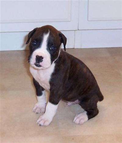 Puppies in OK
