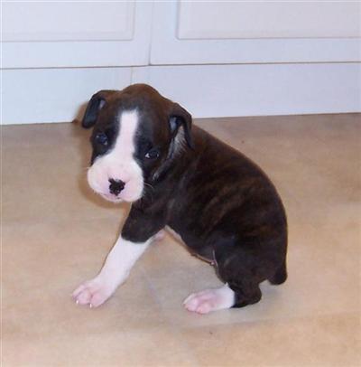 Puppies in OK