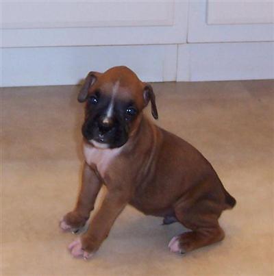 Puppies in OK