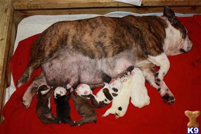 Dogs for Sale in AL