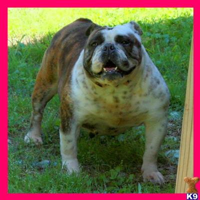 Dogs for Sale in AL