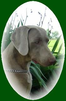 Dogs for Sale in MO