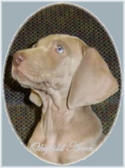 Weimaraner Puppies for Sale