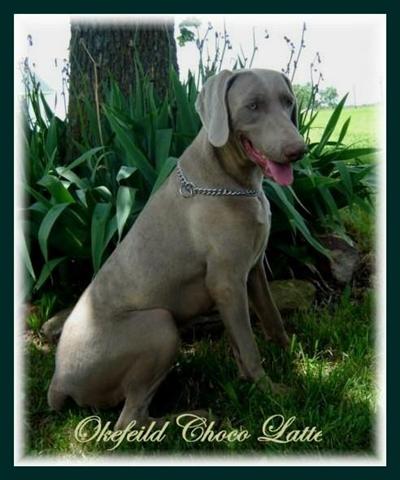 Dogs for Adoption