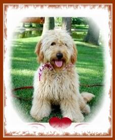 Goldendoodles Puppies for Sale