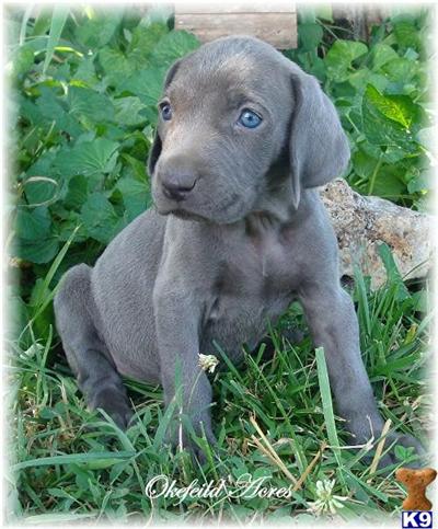 Weimaraner Puppies for Sale