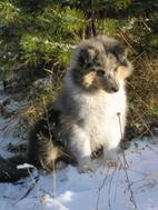 Collie Puppies for Sale