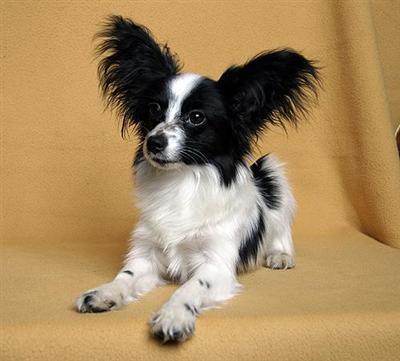 Papillon Puppies for Sale