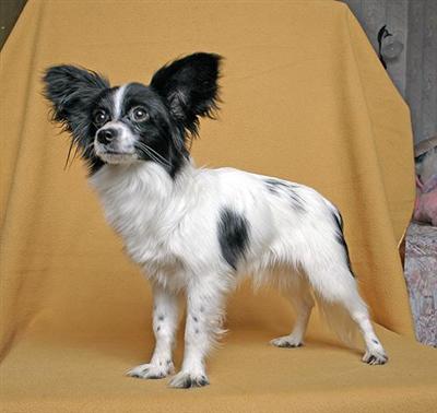 Papillon Puppies for Sale