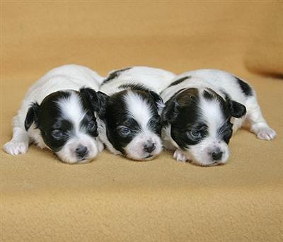 Papillon Puppies for Sale