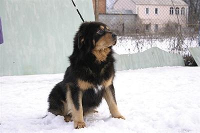Dogs - Mastiff