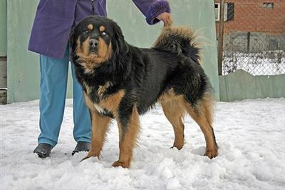 Dogs - Mastiff