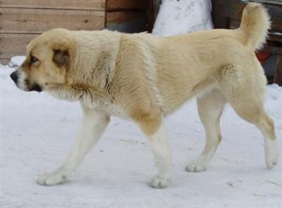 Central Asian Shepherd Puppies for Sale