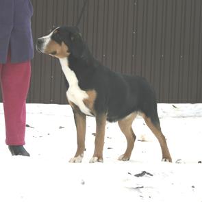 Dogs - Greater Swiss Mountain Dog