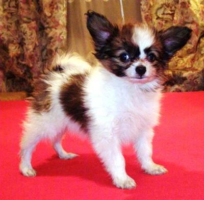 Papillon Puppies for Sale